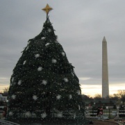 华盛顿的圣诞树