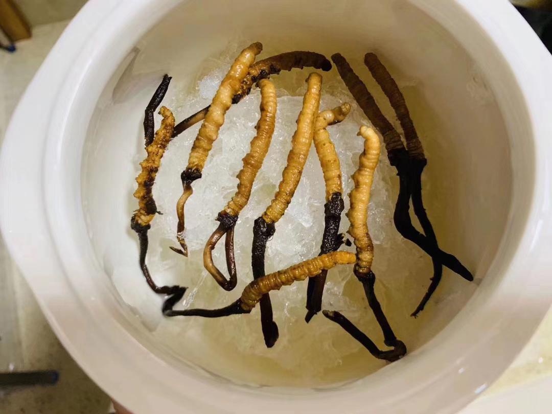 新鲜虫草炖燕窝