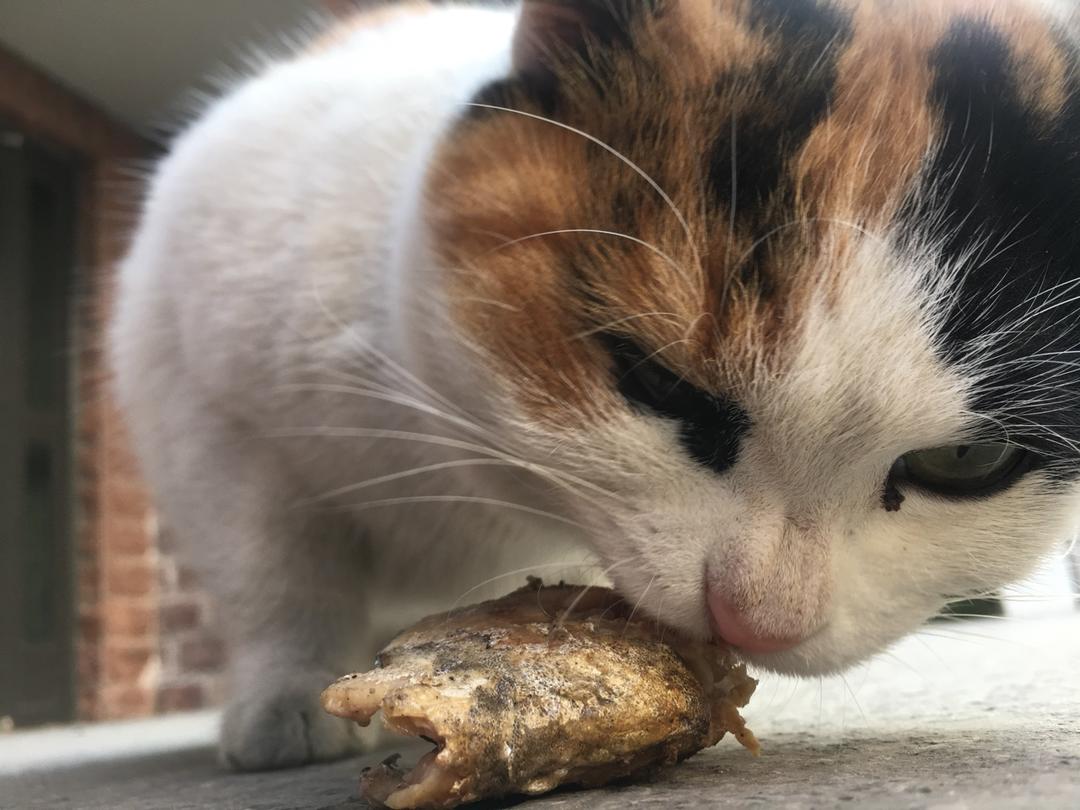 香煎平鱼（超快手）