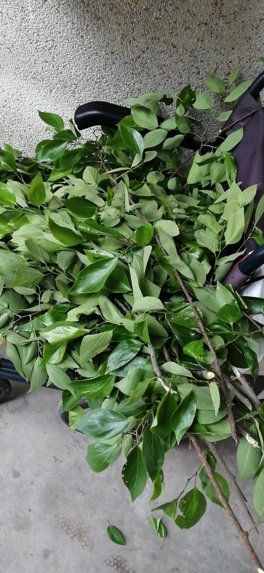 潮汕传统粿品～朴籽粿