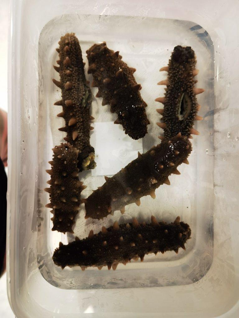 泡发海参的方法