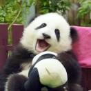 滚滚牌芝麻汤团