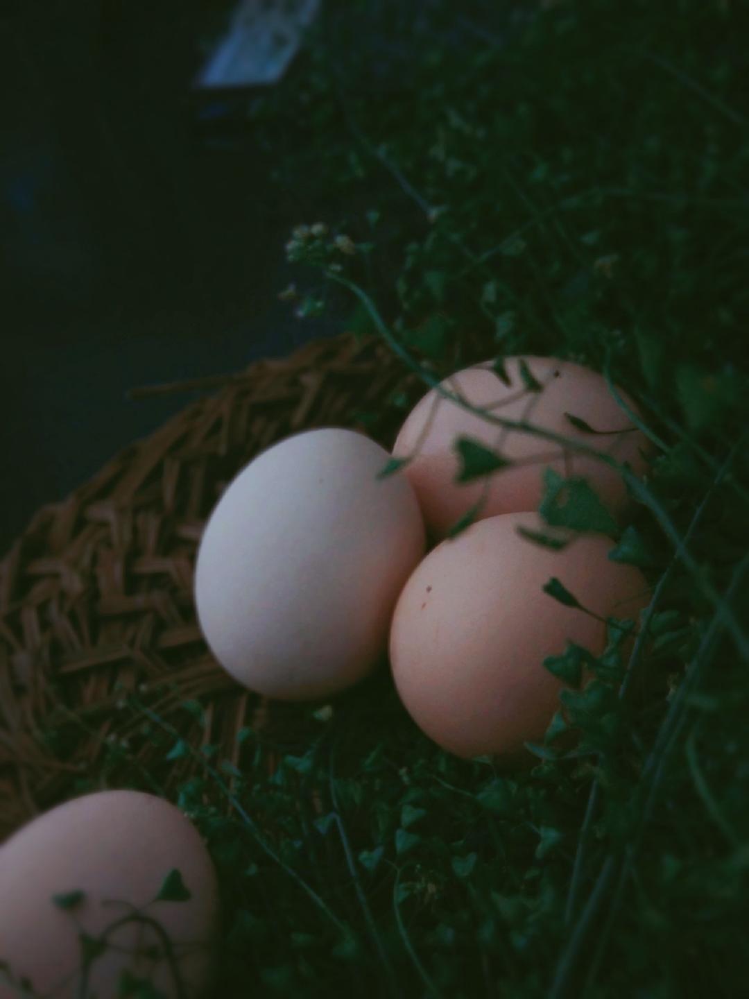 上巳节（农历三月三）荠菜花煮鸡蛋🥚（九岁儿童版）