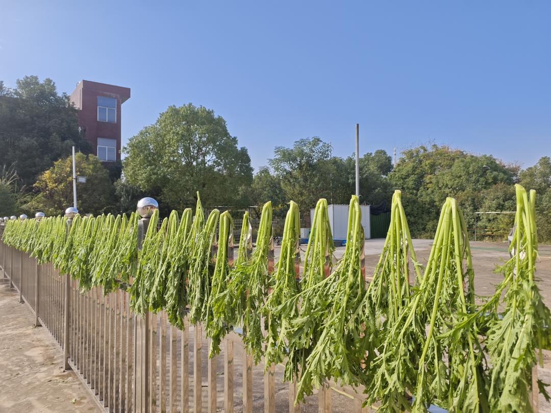 擦坛子排菜（腌雪里蕻）