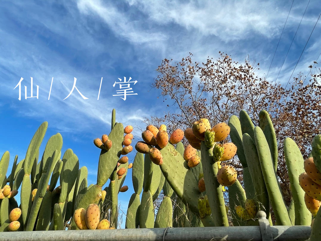美食大集中