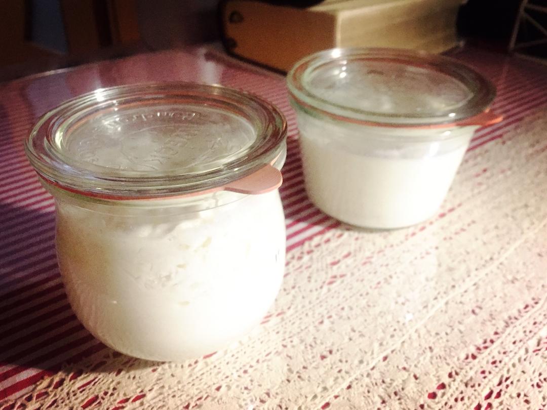 王熊猫做的开菲尔酸奶喂养详攻略(milk kefir)丨发酵·奶类
