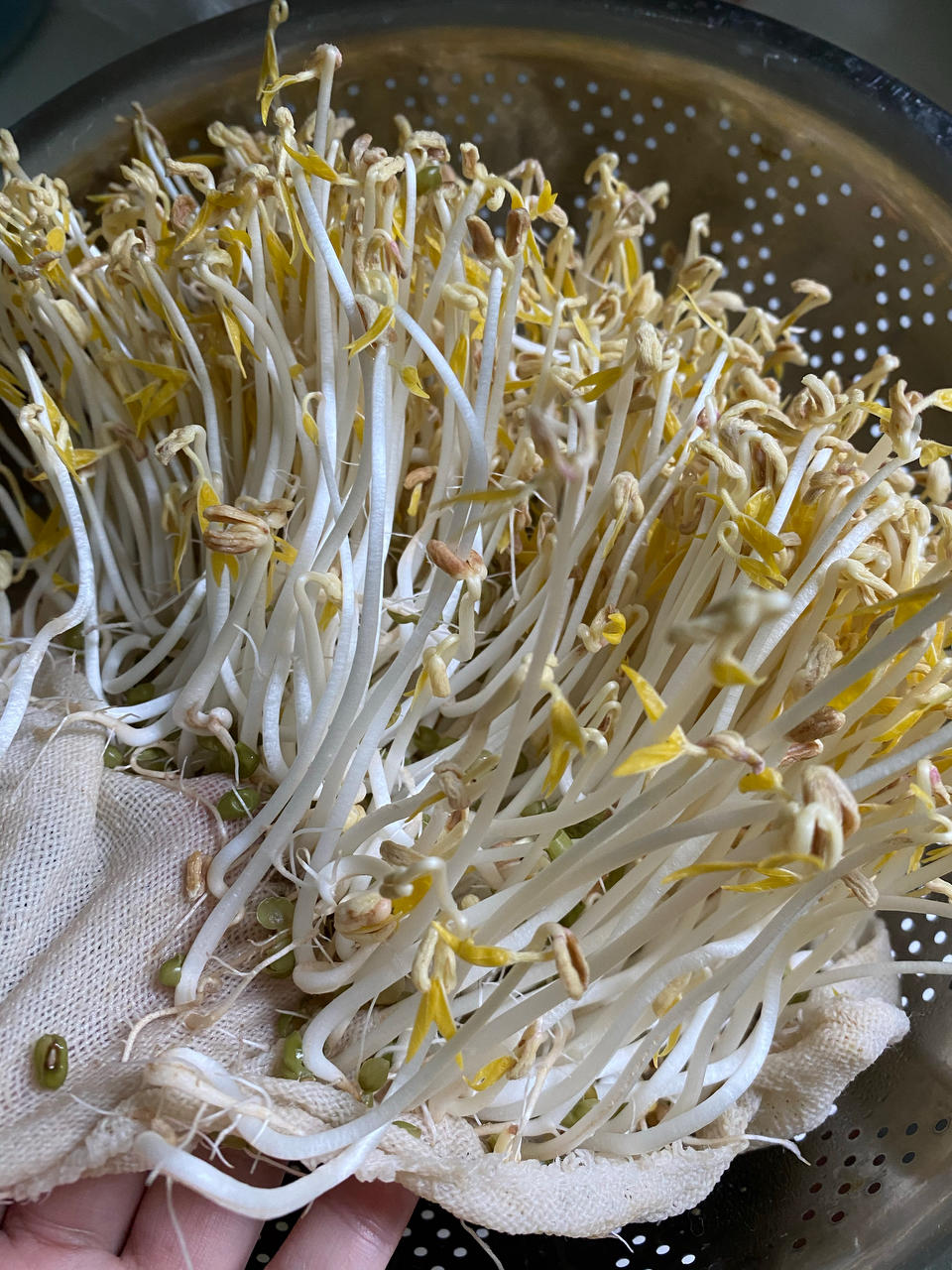 绿豆芽自制的健康