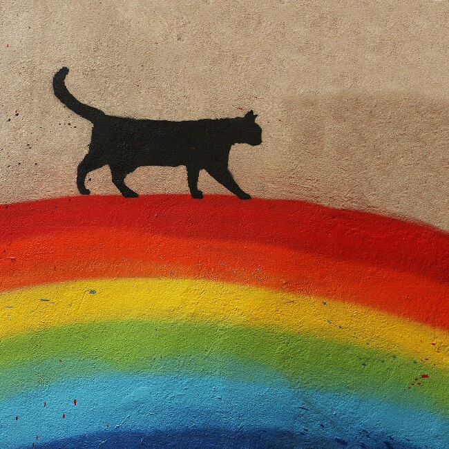 于苏斯趴在树上