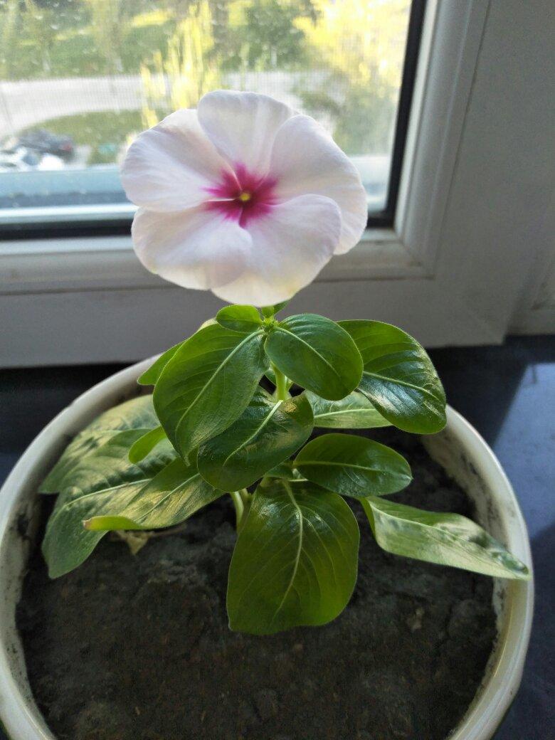 纯正天津煎饼果子的做法