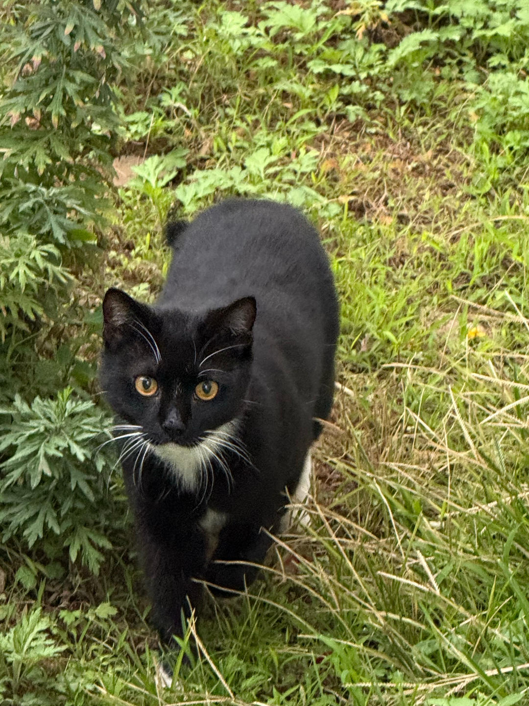 生辰要食龍蝦伊麵
