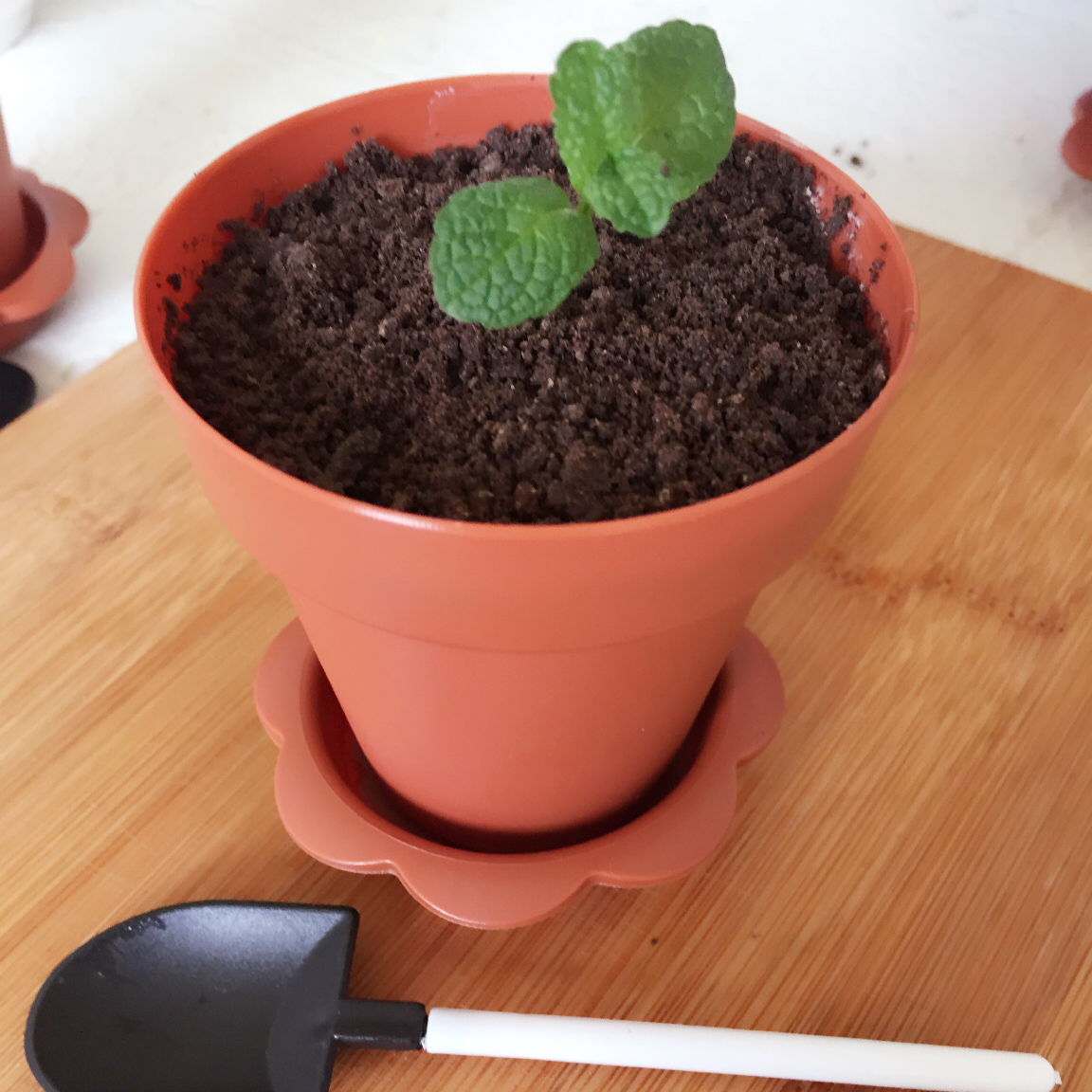 芒果慕斯杯盆栽