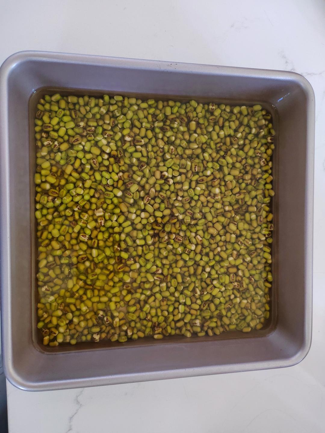 自发绿豆芽/自生豆芽/自制豆芽