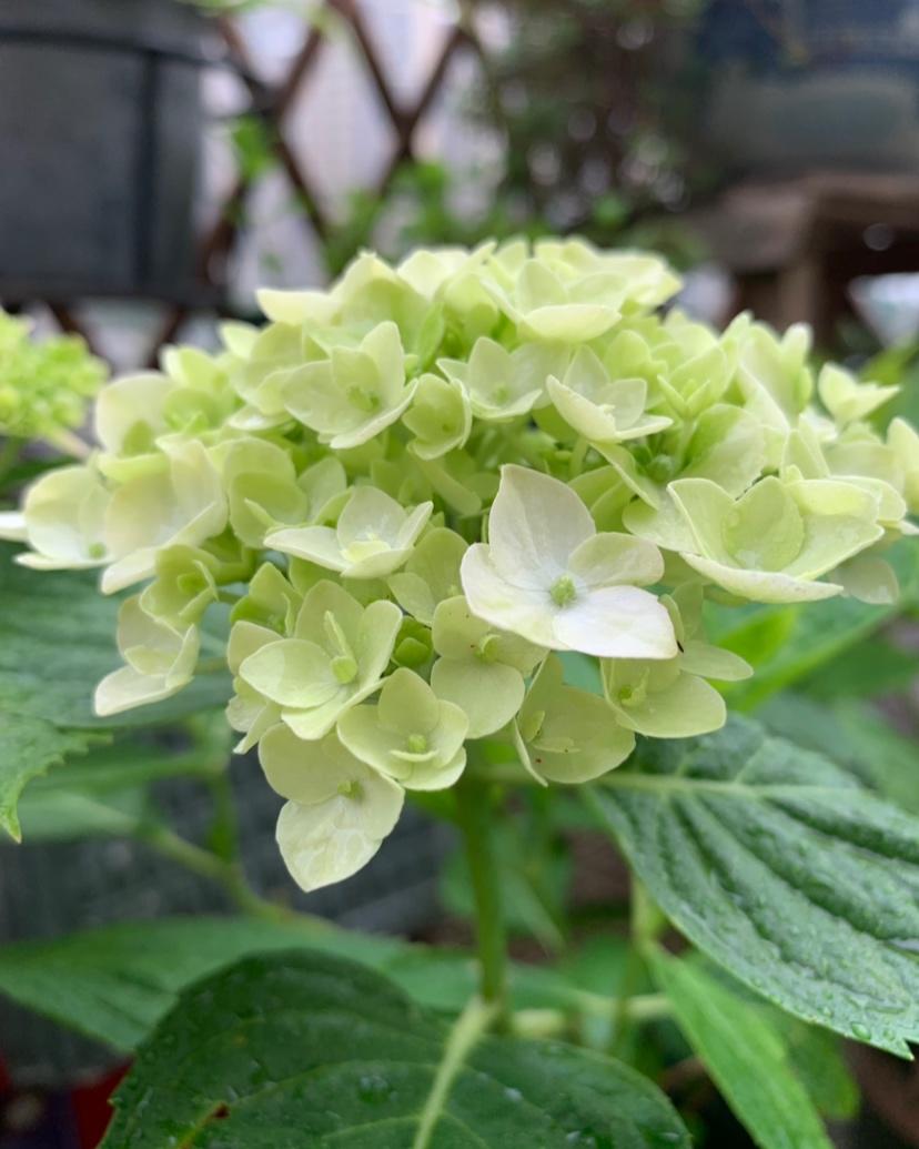 恋一束花  爱一个家