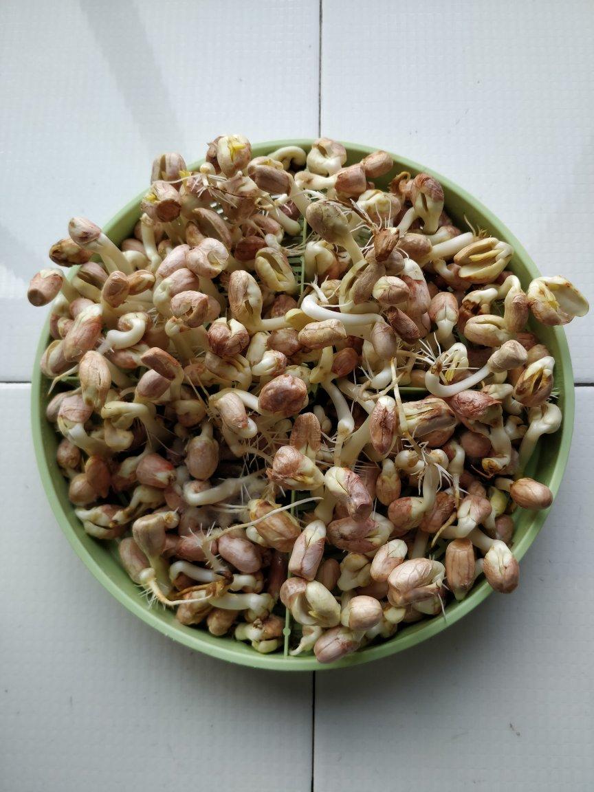 【自制花生芽】