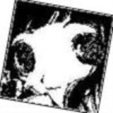 絢儷絶