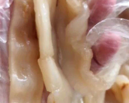 【晴妈菜谱】纯天然鱼胶泡发