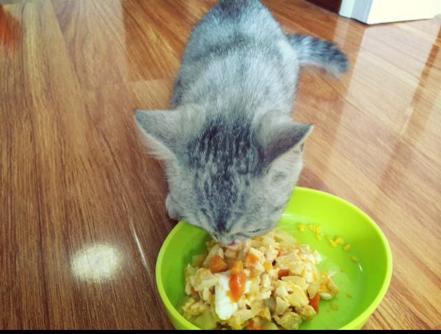 鸡肉蔬菜猫饭的做法