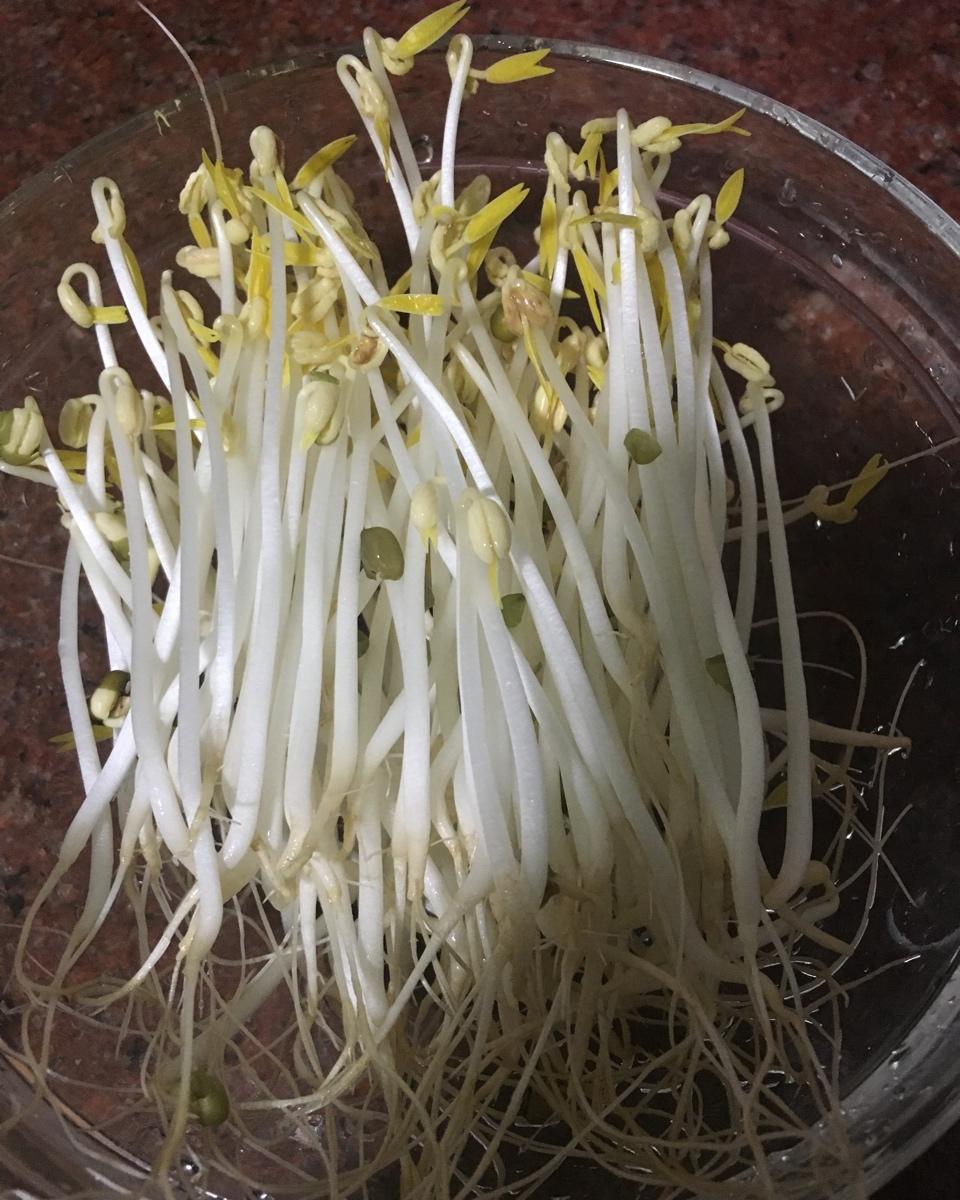 自发绿豆芽/自生豆芽/自制豆芽
