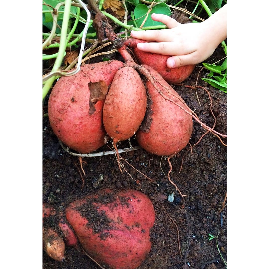芝士奶油焗红薯