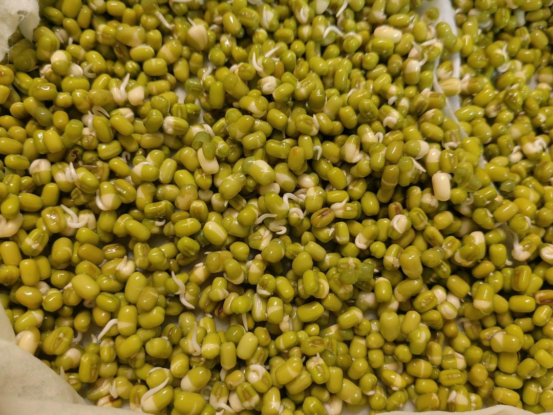 原来生绿豆芽这么简单，一个杯子就搞定，这方法太棒了