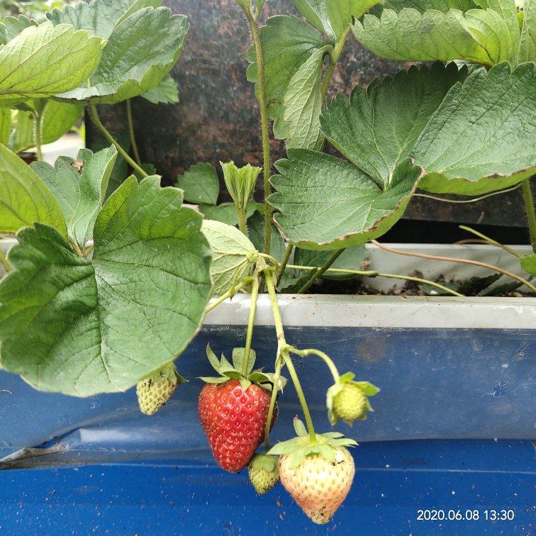 种植小技巧(记录生活记录美)