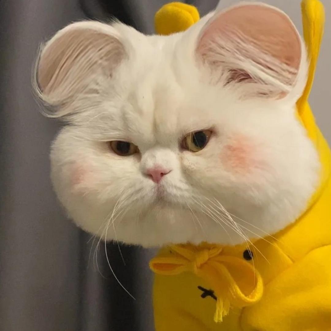 漾安