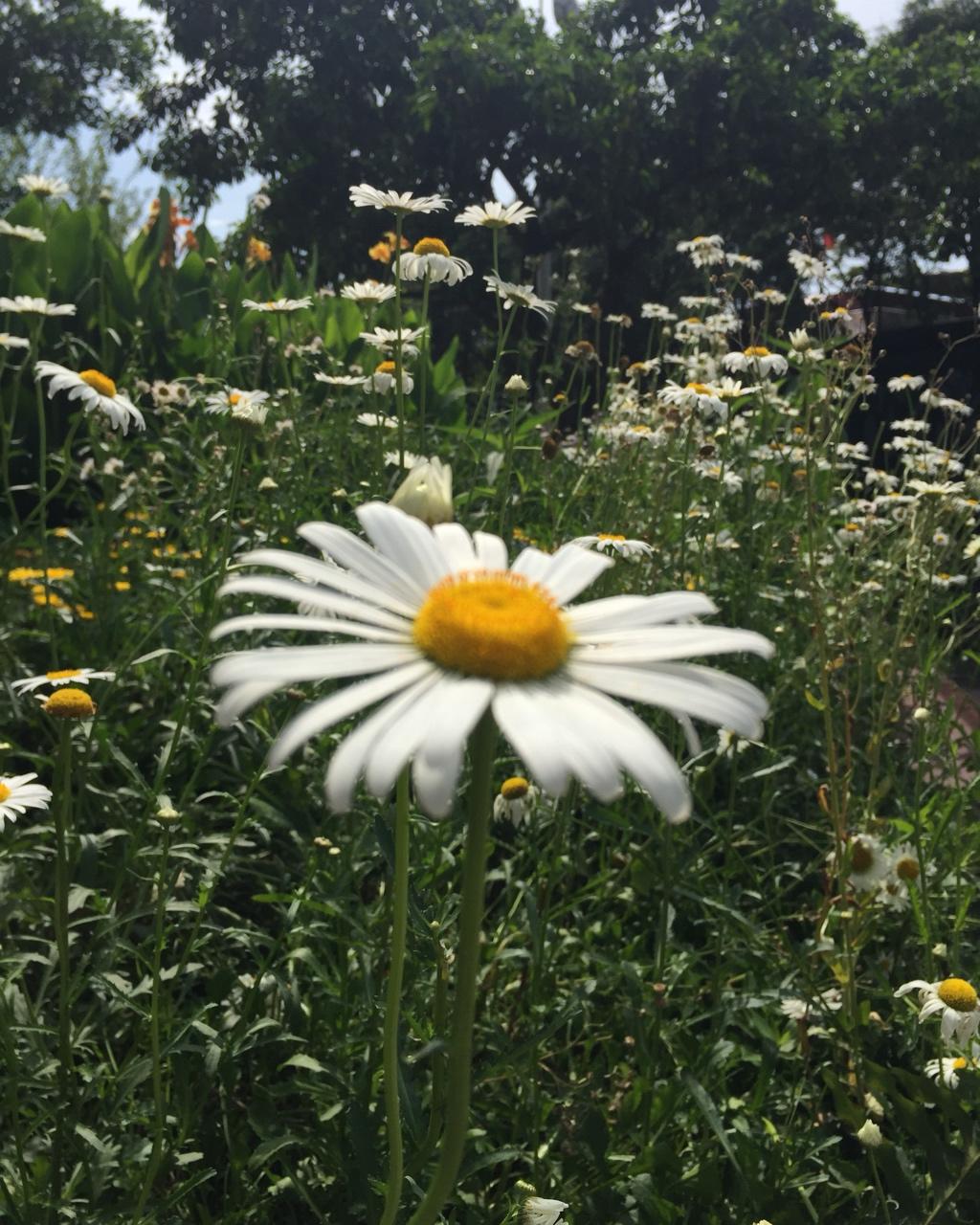 恋一束花  爱一个家