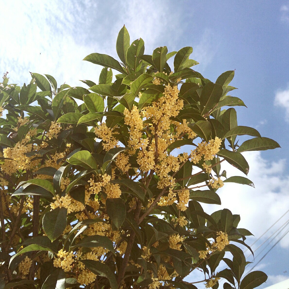 自制糖桂花
