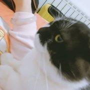 猫叔de姐姐