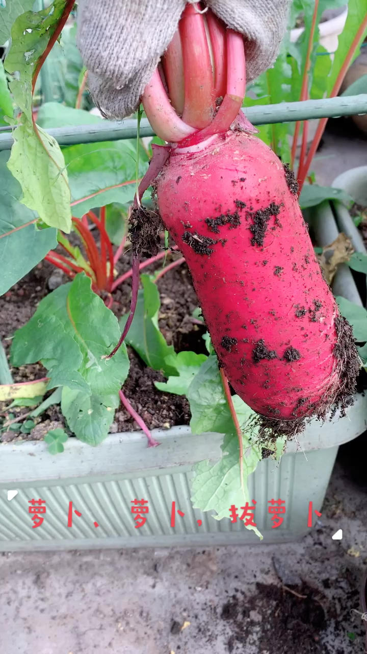 楼顶绿色菜园