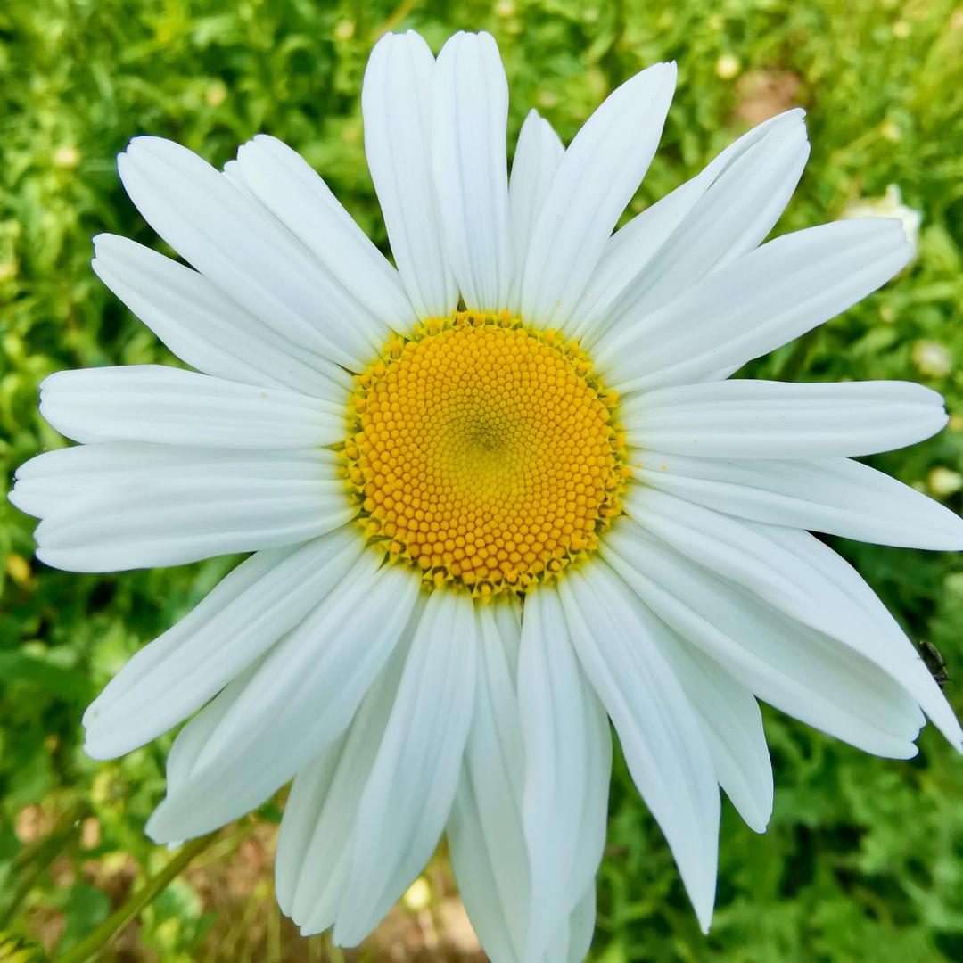 别挡着我做菜