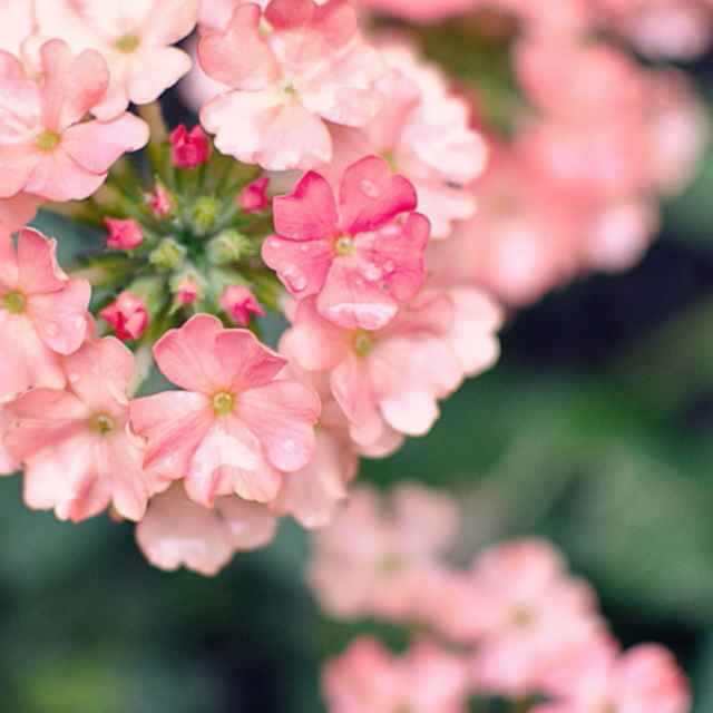 疯长的芦荟