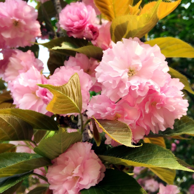 花花草草小物什