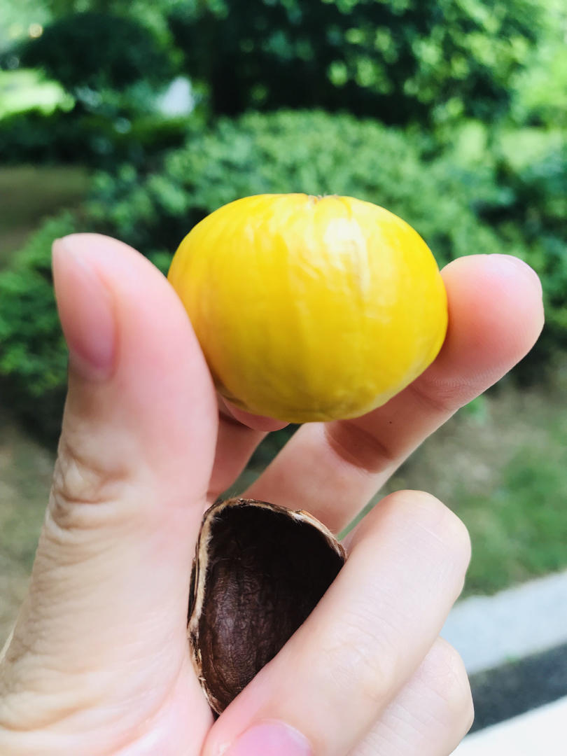 新手零失败烤栗子