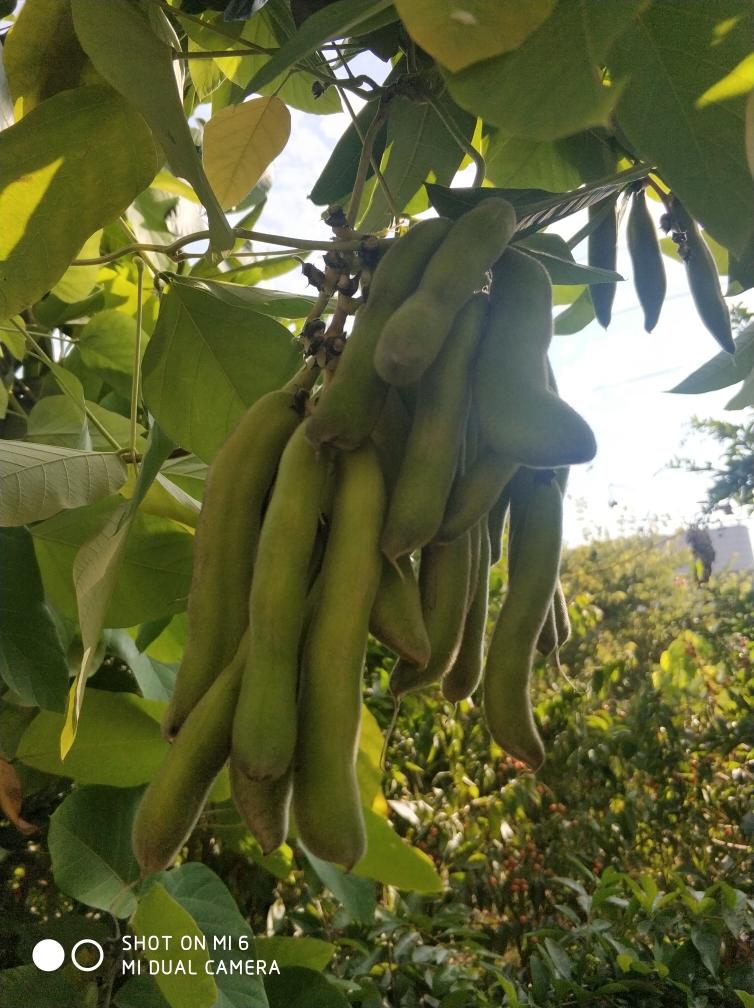狗爪豆