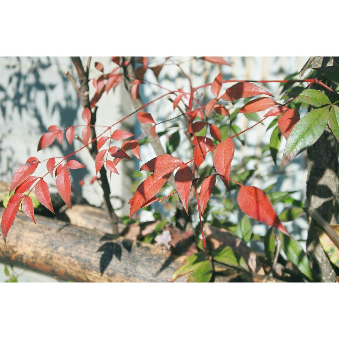 ❀ 小确幸 ❀
