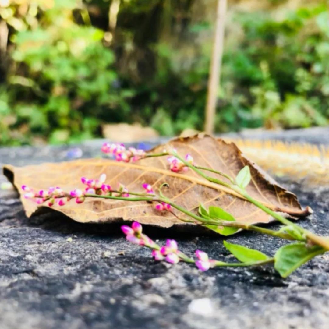 慕沙沙