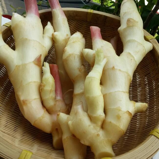 紫苏姜的做法 步骤1