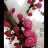 小粑粑草