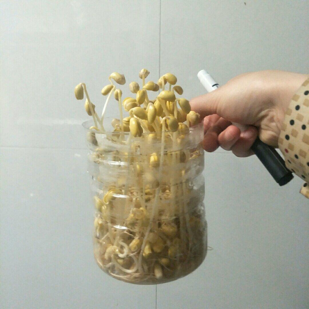 自发豆芽（可乐瓶发豆芽0失败！）