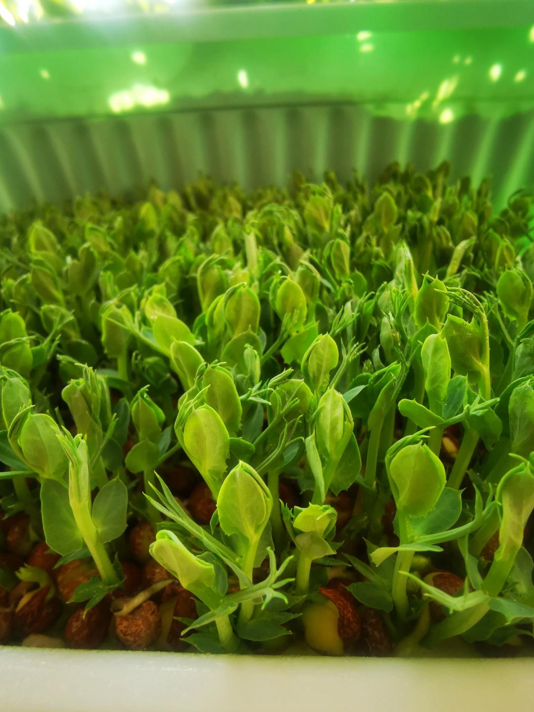 上汤豆苗（从培植开始）