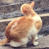 爱折腾的猪