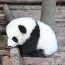 不知道吃啥的新一君