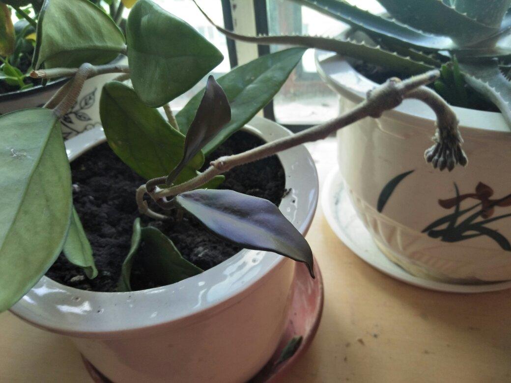 无敌好吃的芝麻花生糖