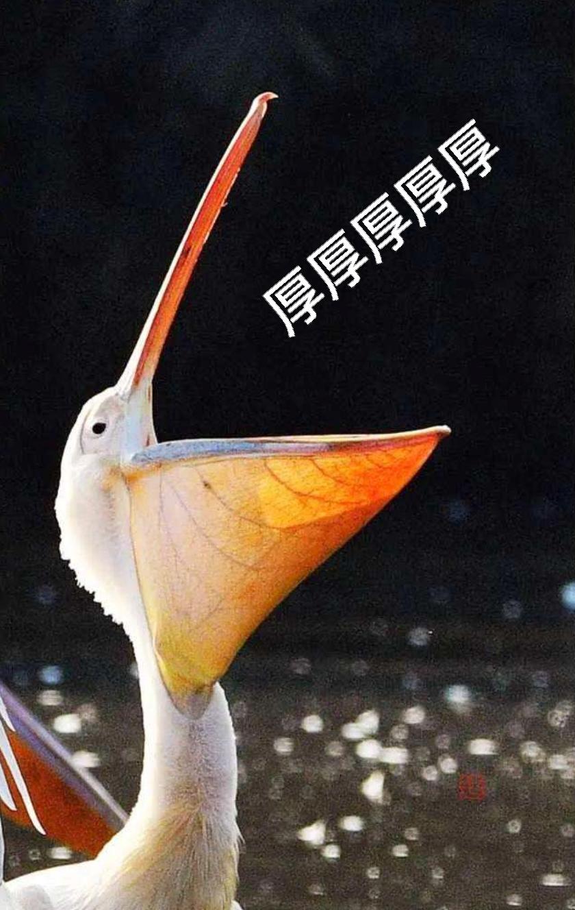 手机用户7590_6npl