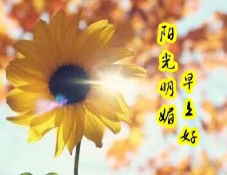 柠檬女子心亦暖