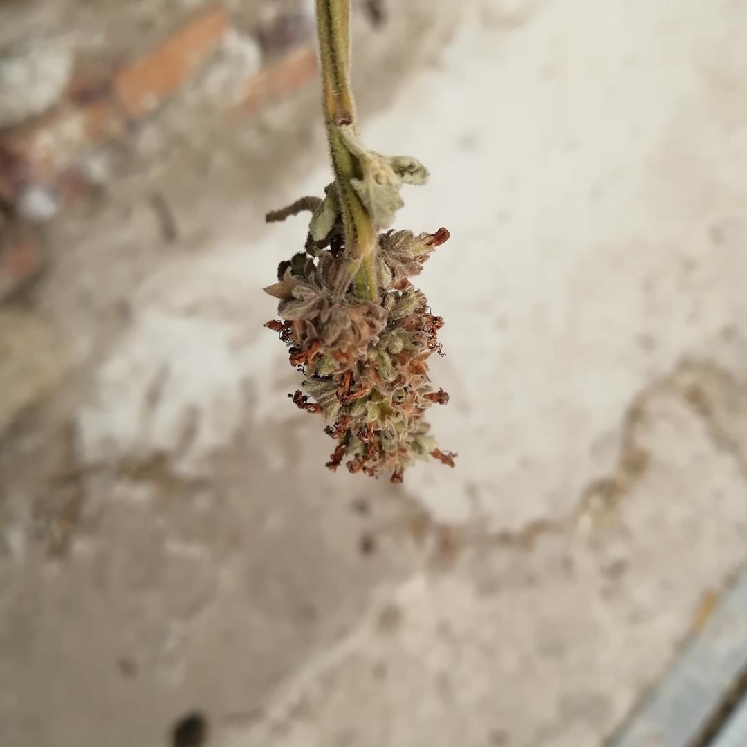 柠檬萌酱丶
