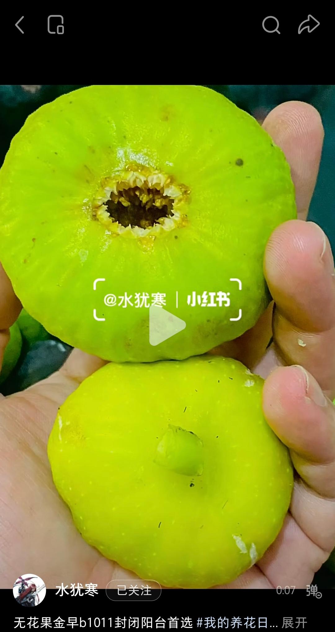 227 按果目张开果目闭合不怕淋雨适合多雨地区果目大小分类