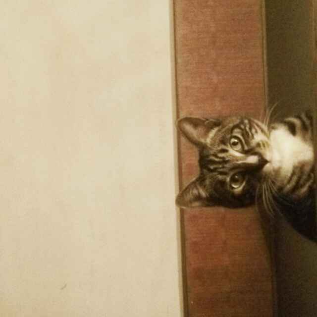 矫健小飞侠