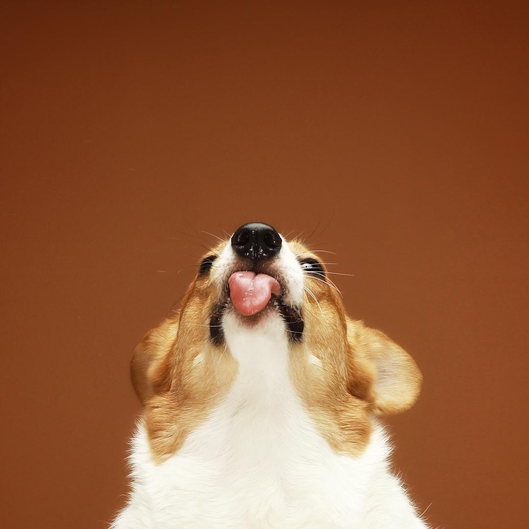 吧唧吧唧糖炒栗子猪